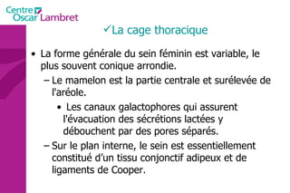 La forme générale du sein féminin est variable, le plus souvent conique arrondie. Le mamelon est la partie centrale et surélevée de l'aréole. Les canaux galactophores qui assurent l'évacuation des sécrétions lactées y débouchent par des pores séparés. Sur le plan interne, le sein est essentiellement constitué d’un tissu conjonctif adipeux et de ligaments de Cooper.  La cage thoracique 