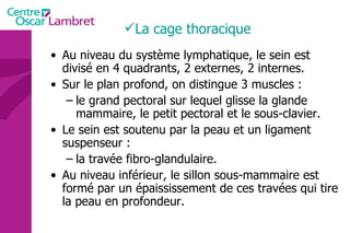 Au niveau du système lymphatique, le sein est divisé en 4 quadrants, 2 externes, 2 internes.  Sur le plan profond, on distingue 3 muscles :  le grand pectoral sur lequel glisse la glande mammaire, le petit pectoral et le sous-clavier. Le sein est soutenu par la peau et un ligament suspenseur :  la travée fibro-glandulaire.  Au niveau inférieur, le sillon sous-mammaire est formé par un épaississement de ces travées qui tire la peau en profondeur. La cage thoracique 