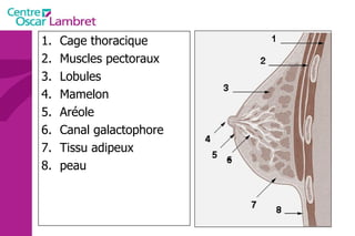 Cage thoracique Muscles pectoraux Lobules Mamelon Aréole Canal galactophore Tissu adipeux peau 