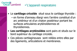 L’appareil respiratoire  Le  cartilage cricoïde   situé sous le cartilage thyroïde : en forme d'anneau élargi vers l’arrière constitué d'un arc antérieur et d’un chaton postérieur portant les surfaces articulaires aryténoïdiennes et thyroïdiennes. Les cartilages aryténoïdes  sont pairs et situés sur le bord supérieur du cartilage cricoïde. Ces pièces cartilagineuses  sont reliées entre elles par des ligaments, articulations et membranes.  