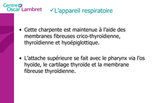 Cette charpente est maintenue à l’aide des membranes fibreuses crico-thyroïdienne, thyroïdienne et hyoépiglottique. L’attache supérieure se fait avec le pharynx via l’os hyoïde, le cartilage thyroïde et la membrane fibreuse thyroïdienne. L’appareil respiratoire  