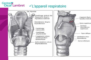 L’appareil respiratoire  