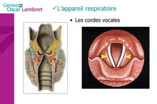 Les cordes vocales L’appareil respiratoire  