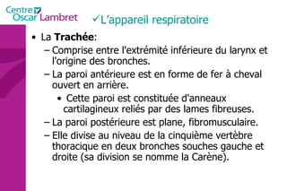 La  Trachée :  Comprise entre l'extrémité inférieure du larynx et l'origine des bronches. La paroi antérieure est en forme de fer à cheval ouvert en arrière. Cette paroi est constituée d'anneaux cartilagineux reliés par des lames fibreuses.  La paroi postérieure est plane, fibromusculaire. Elle divise au niveau de la cinquième vertèbre thoracique en deux bronches souches gauche et droite (sa division se nomme la Carène).  L’appareil respiratoire  