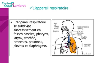  L'appareil respiratoire se subdivise successivement en fosses nasales, pharynx, larynx, trachée, bronches, poumons, plèvres et diaphragme.  L’appareil respiratoire  