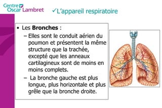 Les  Bronches  :  Elles sont le conduit aérien du poumon et présentent la même structure que la trachée, excepté que les anneaux cartilagineux sont de moins en moins complets. La bronche gauche est plus longue, plus horizontale et plus grêle que la bronche droite. L’appareil respiratoire  