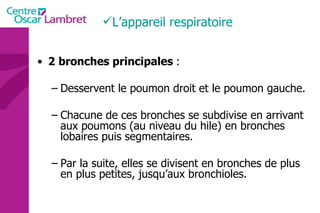 2   bronches principales  : Desservent le poumon droit et le poumon gauche.  Chacune de ces bronches se subdivise en arrivant aux poumons (au niveau du hile) en bronches lobaires puis segmentaires.  Par la suite, elles se divisent en bronches de plus en plus petites, jusqu’aux bronchioles. L’appareil respiratoire  
