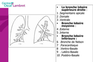 La bronche lobaire supérieure droite  : 1 .Segmentaire apicale 2 .Dorsale 3 .Ventrale Bronche lobaire moyenne  : 4 .Externe  5 .Interne Bronche lobaire inférieure : 6  .Bronche de Nelson 7  .Paracardiaque 8  .Ventro-Basale 9  . Latéro-Basale 10 .Postéro-Basale 