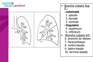 Bronche Lobaire Sup G  : -  culminale 1. apicale 2. dorsale 3 .ventrale -  lingulaire 4. supérieure 5. inférieure Bronche Lobaire Inf  : 6. bronche de Nelson 7. Paracardiaque 8. ventro-basale 9. latéro-basale 10. termino-basale 
