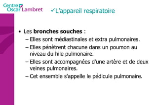 Les  bronches souches  : Elles sont médiastinales et extra pulmonaires.  Elles pénètrent chacune dans un poumon au niveau du hile pulmonaire.  Elles sont accompagnées d'une artère et de deux veines pulmonaires.  Cet ensemble s'appelle le pédicule pulmonaire.  L’appareil respiratoire  