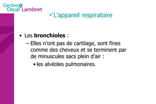 Les  bronchioles  : Elles n’ont pas de cartilage, sont fines comme des cheveux et se terminent par de minuscules sacs plein d’air :  les alvéoles pulmonaires. L’appareil respiratoire  