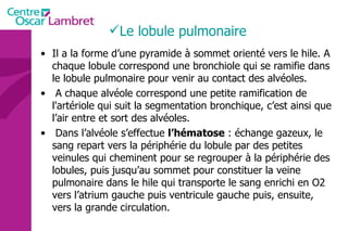 Le lobule pulmonaire Il a la forme d’une pyramide à sommet orienté vers le hile. A chaque lobule correspond une bronchiole qui se ramifie dans le lobule pulmonaire pour venir au contact des alvéoles. A chaque alvéole correspond une petite ramification de l'artériole qui suit la segmentation bronchique, c’est ainsi que l’air entre et sort des alvéoles. Dans l’alvéole s’effectue  l’hématose  : échange gazeux, le sang repart vers la périphérie du lobule par des petites veinules qui cheminent pour se regrouper à la périphérie des lobules, puis jusqu’au sommet pour constituer la veine pulmonaire dans le hile qui transporte le sang enrichi en O2 vers l’atrium gauche puis ventricule gauche puis, ensuite, vers la grande circulation. 