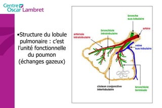 Structure du lobule pulmonaire : c’est l’unité fonctionnelle du poumon (échanges gazeux) 