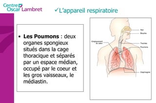 L’appareil respiratoire Les Poumons  : deux organes spongieux situés dans la cage thoracique et séparés par un espace médian, occupé par le coeur et les gros vaisseaux, le médiastin. 