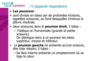 Les poumons  : sont divisés en lobes par de profondes incisions, appelées scissures, au fond desquelles s’insinue la plèvre viscérale.  deux scissures dans le  poumon droit , 3 lobes : l’oblique et l’horizontale (grande et petite scissure).  On distingue donc à ce poumon les lobes supérieur, moyen et inférieur. Le  poumon gauche  ne présente qu’une scissure, dite inter lobaire, 2 lobes : Sa face interne présente un emplacement où se loge le cœur.  L’appareil respiratoire  