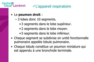 Le  poumon droit  : 3 lobes donc 10 segments. 3 segments dans le lobe supérieur. 2 segments dans le lobe moyen. 5 segments dans le lobe inférieur. Chaque segment se subdivise en unité fonctionnelle pulmonaire appelée lobule pulmonaire. Chaque lobule constitue un poumon miniature qui est appendu à une bronchiole terminale. L’appareil respiratoire 