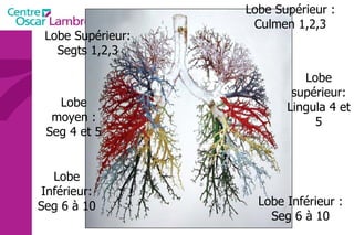 Lobe Supérieur: Segts 1,2,3 Lobe moyen : Seg 4 et 5 Lobe Inférieur: Seg 6 à 10 Lobe Supérieur : Culmen 1,2,3 Lobe supérieur: Lingula 4 et 5 Lobe Inférieur : Seg 6 à 10 