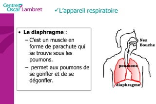 Le diaphragme  :  C'est un muscle en forme de parachute qui se trouve sous les poumons. permet aux poumons de se gonfler et de se dégonfler. L’appareil respiratoire 