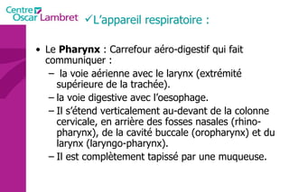 Le  Pharynx  : Carrefour aéro-digestif qui fait communiquer :  la voie aérienne avec le larynx (extrémité supérieure de la trachée).  la voie digestive avec l’oesophage. Il s’étend verticalement au-devant de la colonne cervicale, en arrière des fosses nasales (rhino-pharynx), de la cavité buccale (oropharynx) et du larynx (laryngo-pharynx).  Il est complètement tapissé par une muqueuse.  L’appareil respiratoire : 