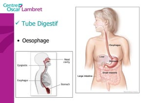 Tube Digestif Oesophage  