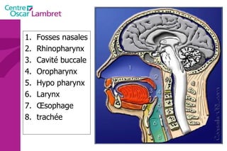 Fosses nasales Rhinopharynx Cavité buccale Oropharynx Hypo pharynx Larynx Œsophage trachée 
