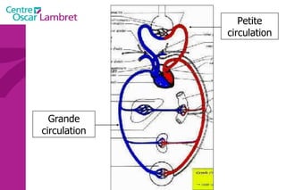 Grande circulation Petite circulation 