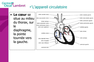 Le cœur  se situe au milieu du thorax, sur le diaphragme, la pointe tournée vers la gauche. L’appareil circulatoire 