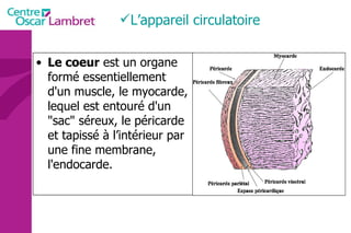 L’appareil circulatoire Le coeur  est un organe formé essentiellement d'un muscle, le myocarde, lequel est entouré d'un "sac" séreux, le péricarde et tapissé à l’intérieur par une fine membrane, l'endocarde.  
