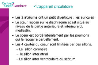 Les 2  atriums  ont un petit diverticule : les auricules Le cœur repose sur le diaphragme et est situé au niveau de la partie antérieure et inférieure du médiastin. Le coeur est bordé latéralement par les poumons qui le recouvre partiellement. Les 4 cavités du coeur sont limitées par des sillons. Le  sillon coronaire le sillon inter atrial  Le sillon inter ventriculaire ou septum L’appareil circulatoire 