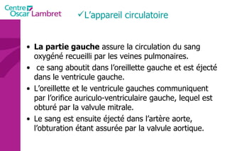 La partie gauche  assure la circulation du sang oxygéné recueilli par les veines pulmonaires. ce sang aboutit dans l’oreillette gauche et est éjecté dans le ventricule gauche.  L’oreillette et le ventricule gauches communiquent par l’orifice auriculo-ventriculaire gauche, lequel est obturé par la valvule mitrale.  Le sang est ensuite éjecté dans l’artère aorte, l’obturation étant assurée par la valvule aortique.  L’appareil circulatoire 