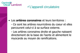 Les  artères coronaires  et leurs territoires :    - Ce sont les artères nourricières du coeur et elles parcourent celui-ci à sa surface externe.  - Les artères coronaires droite et gauche naissent  directement de la base de l'aorte et alimentent le myocarde au moyen de ramifications.    L’appareil circulatoire 