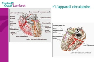 L’appareil circulatoire                                                                                                                                                 