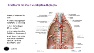 Anatomie und Physiologie des Kreislaufes | PDF