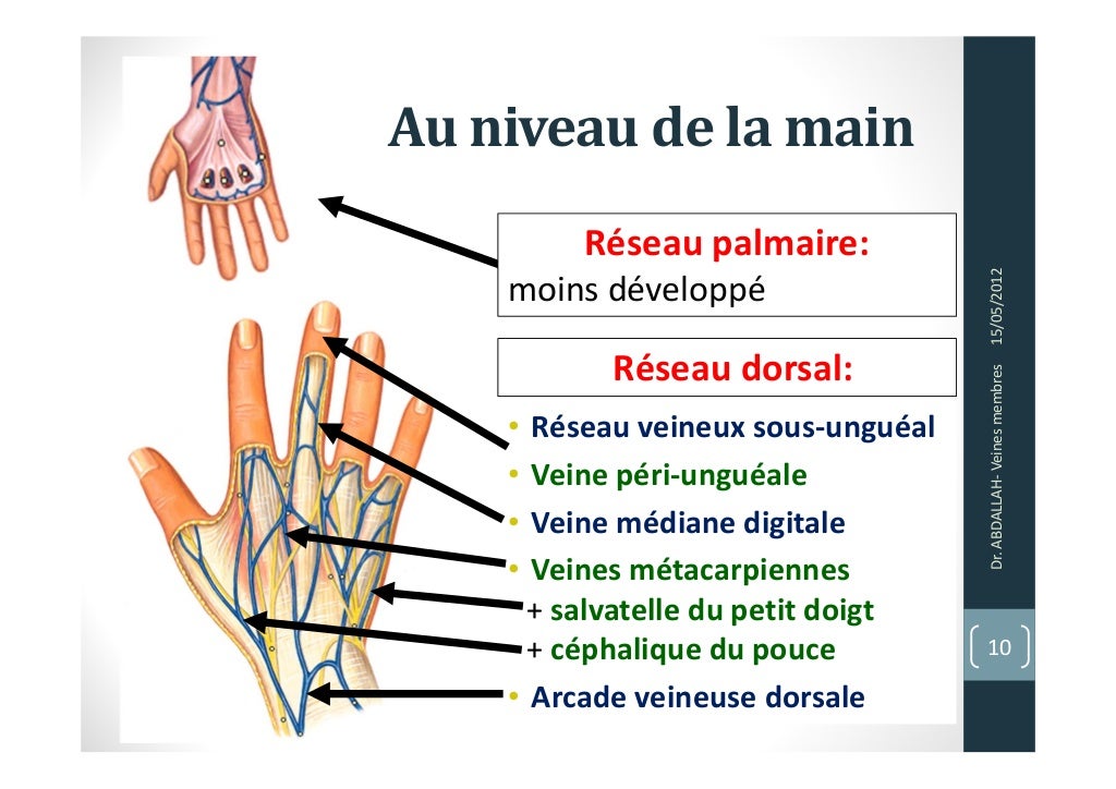 Anatomie veines des membres