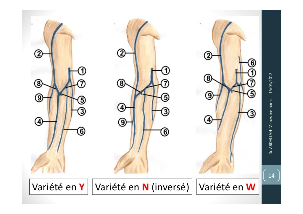 Anatomie veines des membres Anatomie veines des membres