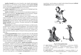 Anatomie vol1 | PDF