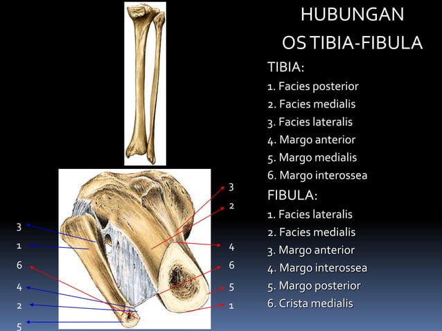 ANATOMI ex inferior.pptx