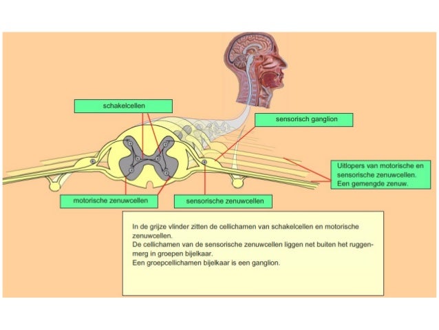 Anatomie Zenuwstelsel