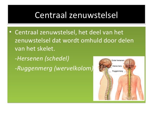 Zenuwstelsel Kalmeren