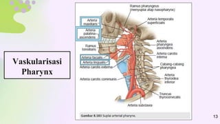 Vaskularisasi
Pharynx
13
 