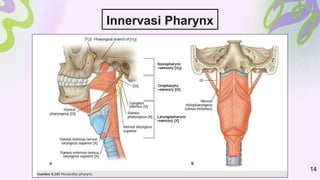 Innervasi Pharynx
14
 