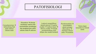 Corynebacterium 
berkembang biak
pada mukosa
saluran nafas
Eksotoksin  diserap
membrane mukosa dan
menimbulkan peradangan
dan penghancuran epitel
saluran nafas nekrosis
Leukosit menginfiltrasi
daerah nekrosis  patchy
exudate  stadium lanjut 
fibrous exudate  bentuk
pseudomembran (sulit
dilepas dan mudah berdarah
Pseudomembran 
menyebabkan
edema jaringan
dibawahnya 
obstruksi saluran
nafas  kematian
Toksin dapat
menyebar ke seluruh
tubuh
PATOFISIOLOGI
 
