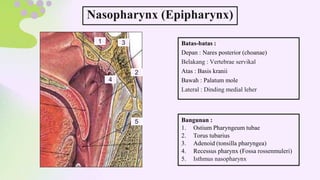 Batas-batas :
Depan : Nares posterior (choanae)
Belakang : Vertebrae servikal
Atas : Basis kranii
Bawah : Palatum mole
Lateral : Dinding medial leher
Nasopharynx (Epipharynx)
1
2
3
4
5 Bangunan :
1. Ostium Pharyngeum tubae
2. Torus tubarius
3. Adenoid (tonsilla pharyngea)
4. Recessus pharynx (Fossa rossenmuleri)
5. Isthmus nasopharynx
 