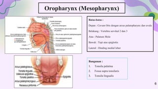 Oropharynx (Mesopharynx)
6
Batas-batas :
Depan : Cavum Oris dengan arcus palatopharynx dan uvula
Belakang : Vertebra servikal 2 dan 3
Atas : Palatum Mole
Bawah : Tepi atas epiglottis
Lateral : Dinding medial leher
Bangunan :
1. Tonsila palatina
2. Fossa supra tonsilaris
3. Tonsila lingualis
 