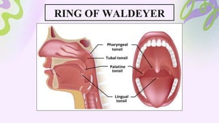 RING OF WALDEYER
 