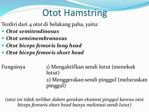 Anatomi & Fisiologi Manusia - Proses Berlari