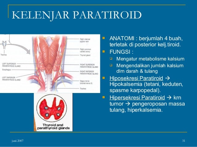 Anatomi fisiologi endokrin 2014