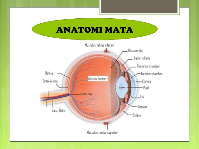 Anatomi fisiologi mata dr Adhita Dwi A Anatomi fisiologi mata dr Adhita Dwi A