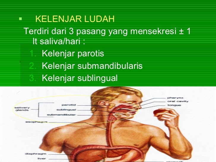 Anatomi Fisiologi Saluran Cerna