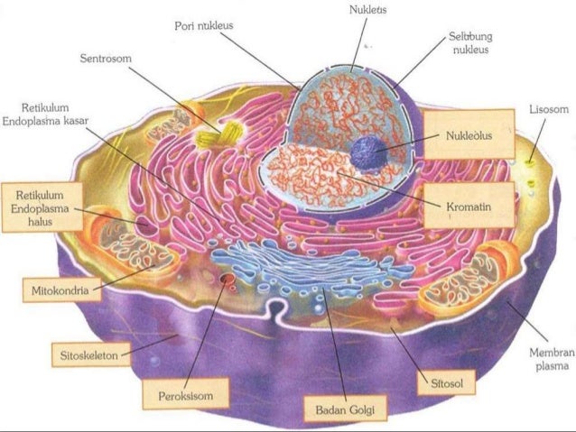 Anatomi fisiologi  sel fungsinya yati